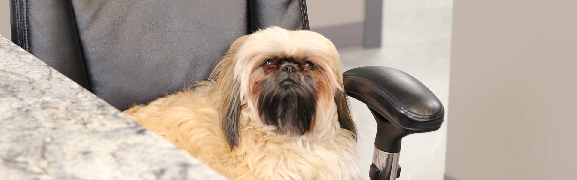 Central Plains Diesel Office Dog